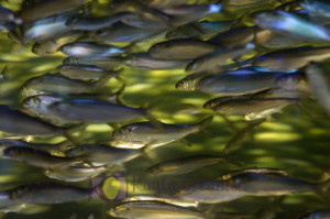 aquarium, fish, school of fish, boston, new england aquarium, sea life