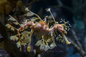 aquarium, sea horse, boston, new england aquarium, sea life