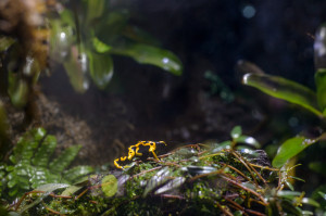 aquarium, frog, south american frog, boston, new england aquarium, sea life