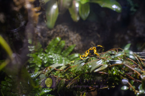 aquarium, frog, south american frog, boston, new england aquarium, sea life