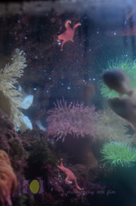 aquarium, star fish, boston, new england aquarium, sea life