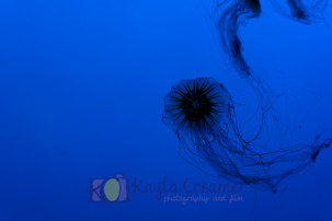 aquarium, jellyfish, boston, new england aquarium, sea life