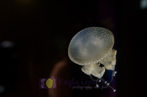 aquarium, jellyfish, boston, new england aquarium, sea life