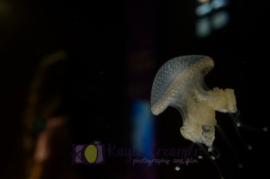 aquarium, jellyfish, boston, new england aquarium, sea life