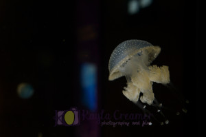 aquarium, jellyfish, boston, new england aquarium, sea life