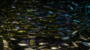 aquarium, fish, school of fish, boston, new england aquarium, sea life