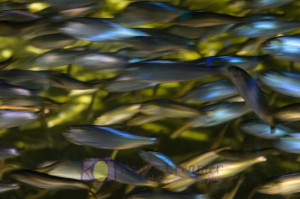 aquarium, fish, school of fish, boston, new england aquarium, sea life